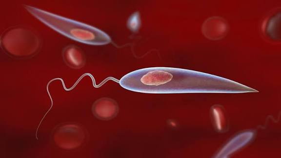 حملة علاج مجانية ضد مرض اللشمانيا في ترهونة مرض اللشمانيا