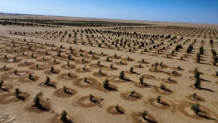 شركة الخليج العربي تواصل حملة التشجير بمبادرة “خضار ليبيا” Img 1